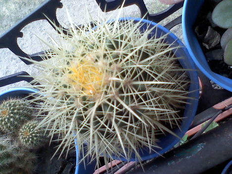 Echinocactus grusonii