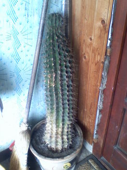 Echinopsis
