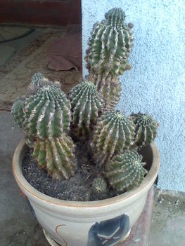 Echinopsis