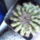 Echinopsis_dehrenbergii_224435_84713_t