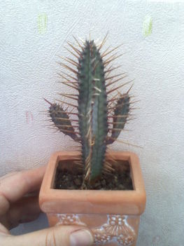 Euphorbia enopla