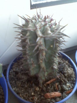 Euphorbia horrida