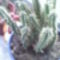 Euphorbia muirii