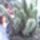 Euphorbia_muirii_224368_90124_t