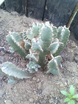Euphorbia resinifera