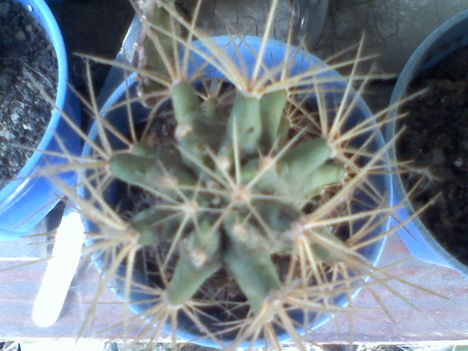 Ferocactus