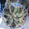 Ferocactus