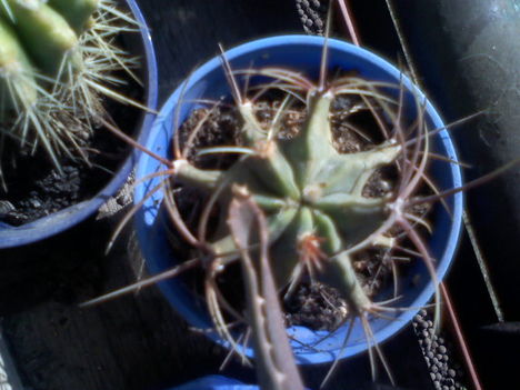 Ferocactus histrix