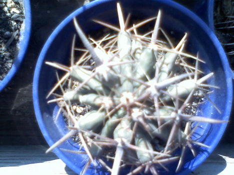 Ferocactus wislizonii