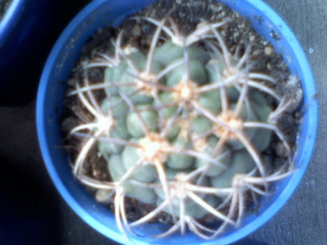 Gymnocalycium chiquitanum