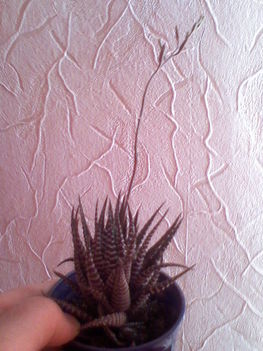 Haworthia attenuata