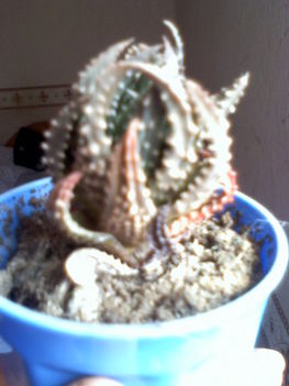 Haworthia maxima