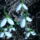 Hovirag_2024364_1328_t