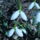Hovirag_2024365_6220_t