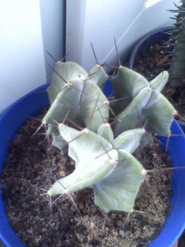 Lemairocereus pruinosus