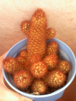 Mammillaria elongata