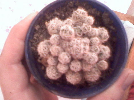 Mammillaria gracilis