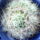 Mammillaria_longimamma_224442_62688_t