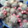 Mammillaria_prolifera_224437_21600_t