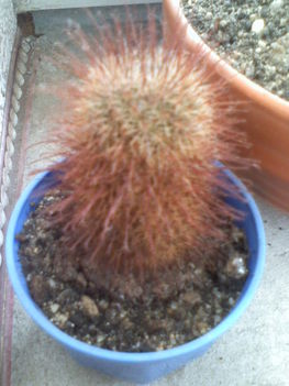Mammillaria spinosa