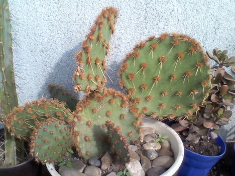 Opuntia aciculata