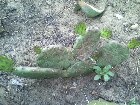 Opuntia humifusa