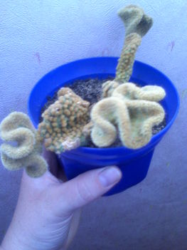 Opuntia microdasys cristata