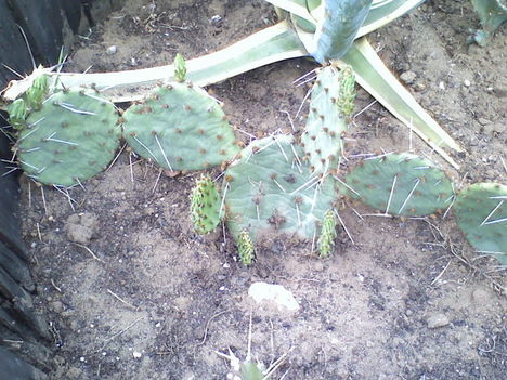 Opuntia phaeacantha v.gigantea