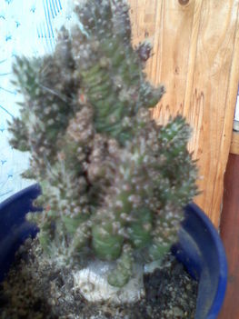 Opuntia subulata