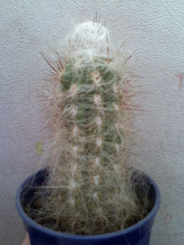 Oreocereus