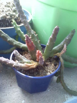 Stapelia variegata