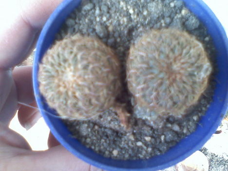 Sulcorebutia