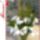 Tavasz_kezdetere__2024782_9263_t