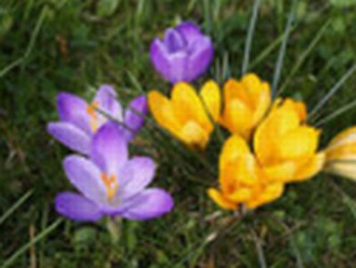 Tavaszi virágok