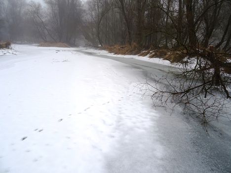 Téli kisvizes időszak az Erdei Duna-ágon, Lipót 2017. február 03.-án 10