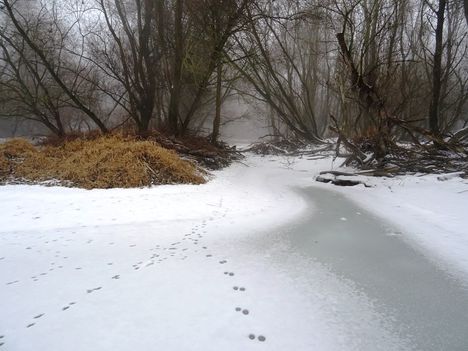 Téli kisvizes időszak az Erdei Duna-ágon, Lipót 2017. február 03.-án 11