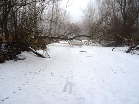 Téli kisvizes időszak az Erdei Duna-ágon, Lipót 2017. február 03.-án 15