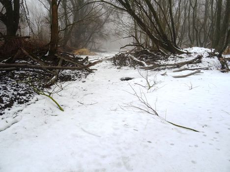 Téli kisvizes időszak az Erdei Duna-ágon, Lipót 2017. február 03.-án 1