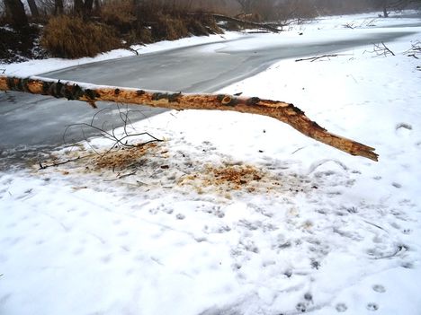 Téli kisvizes időszak az Erdei Duna-ágon, Lipót 2017. február 03.-án 4