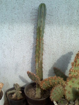 Trichocereus bridgesii