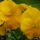 Arvacska-001_225898_55442_t