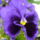Arvacska_225899_95356_t
