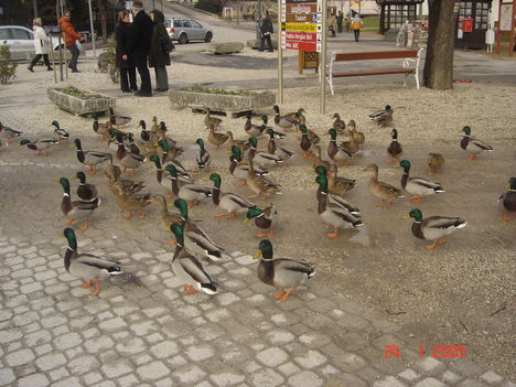 Balatonfüred