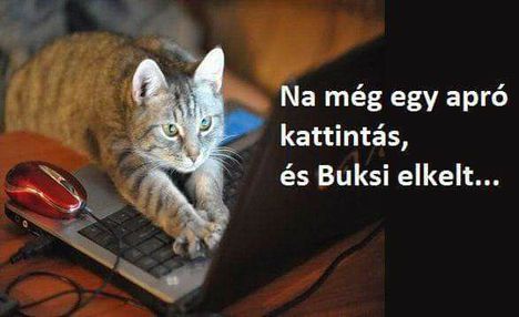 Eladtam Buksit!