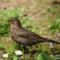 Fekete rigó  (Turdus Merula)