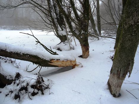 Intenzív hódrágás a  befagyott Hosszúkő-Pulai Duna-ágon, Győrzámoly 2017. február 02.-án 5