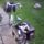 Jabb_postas_kollega_2025300_2561_t