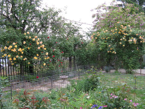 kertünk 2009 május 001