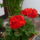 Muskatli_225890_97778_t