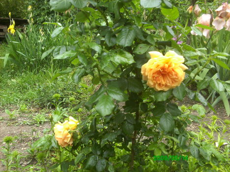 narancs sárga rózsa